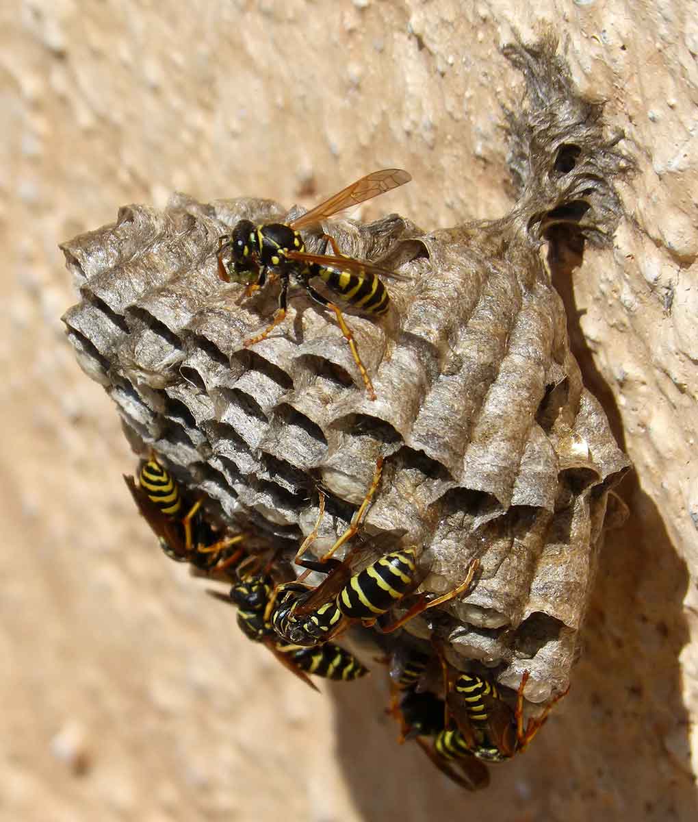 Désinsectisation insectes volants Grasse, Roquefort les Pins, St Vallier de Thiey
