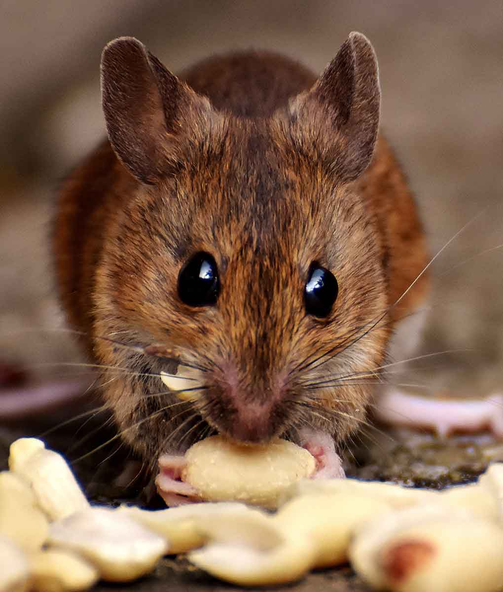 Traitement rat, souris, mulot Grasse, Roquefort les Pins, St Vallier de Thiey